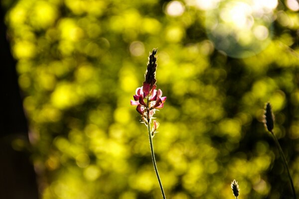 Flores de pradera en la naturaleza