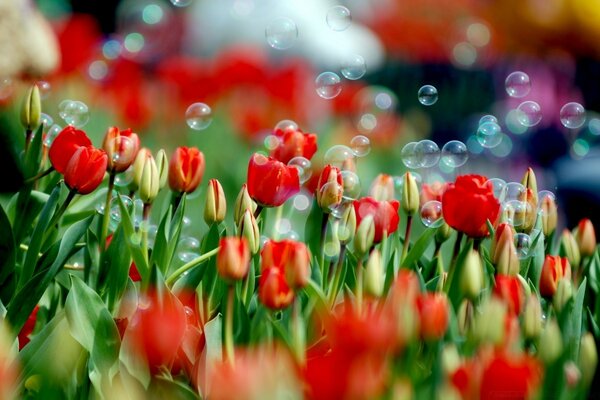 Tulips in the glare of soap bubbles