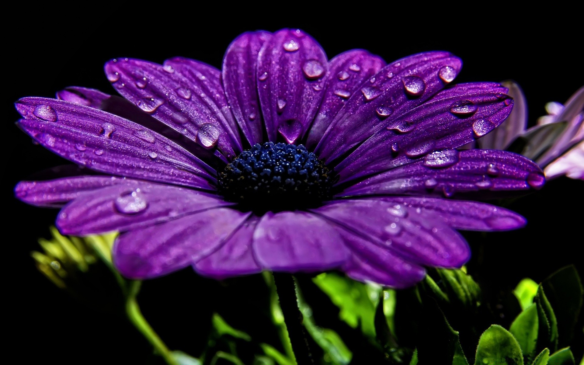 fleurs fleur flore nature jardin été pétale bluming floral couleur feuille violet belle lumineux gros plan botanique saison