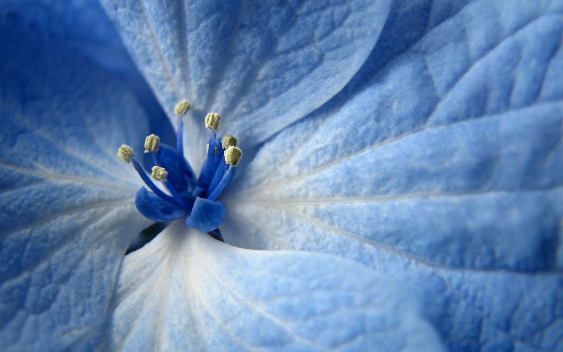 любовь креативное синие цветы без смс