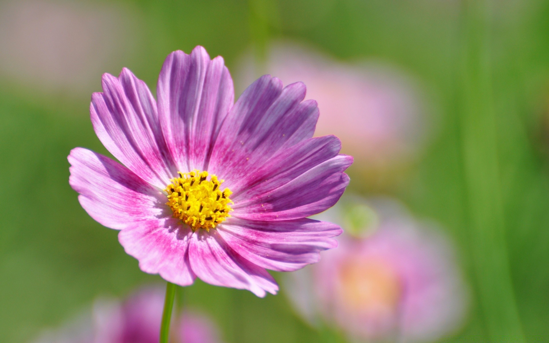 fleurs nature été flore fleur lumineux feuille jardin bluming pétale croissance floral couleur gros plan saison en plein air sauvage champ belle herbe