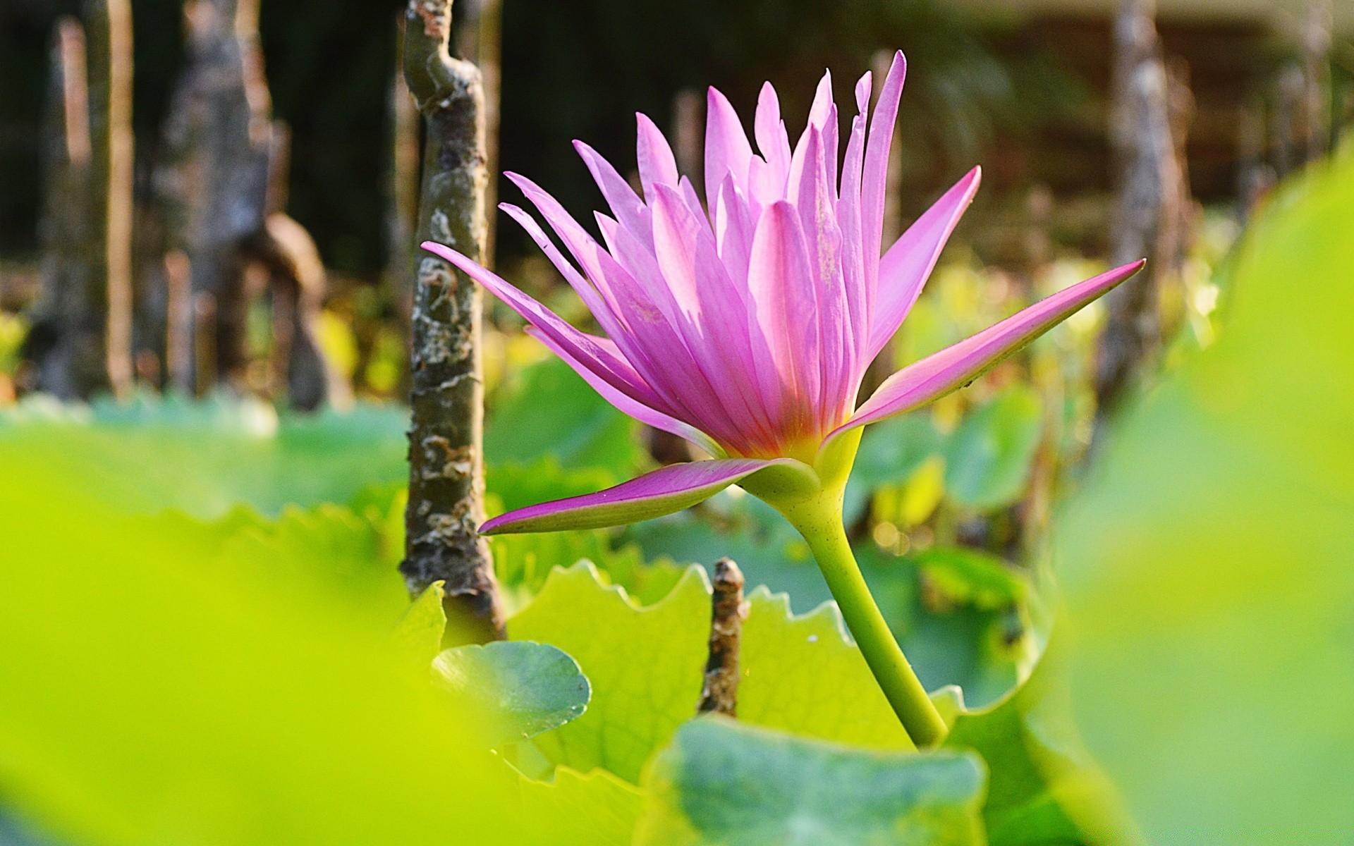 kwiaty natura liść kwiat flora ogród lato bluming lotos park na zewnątrz tropikalny lily zbliżenie środowiska