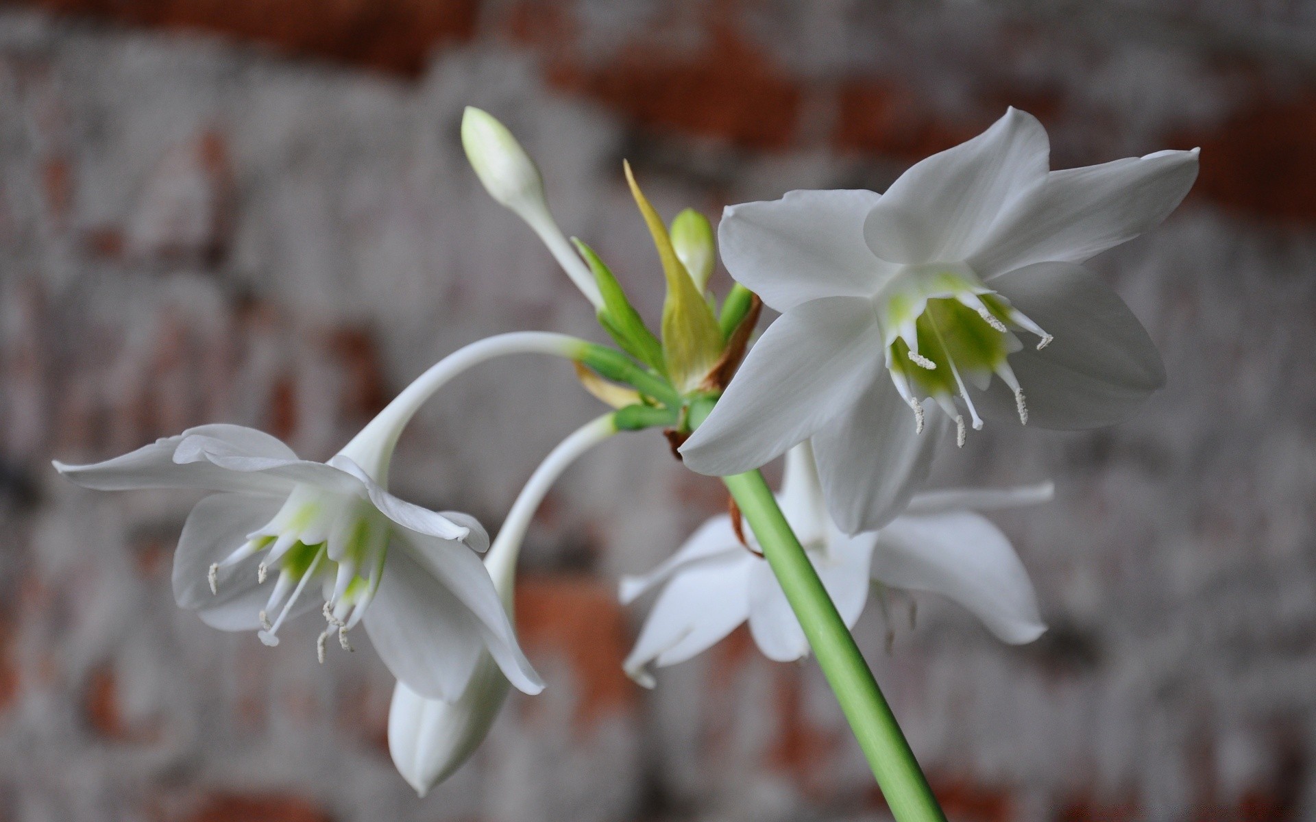 kwiaty kwiat natura flora liść ogród bluming płatek zbliżenie kwiatowy wzrost jasny lato kolego