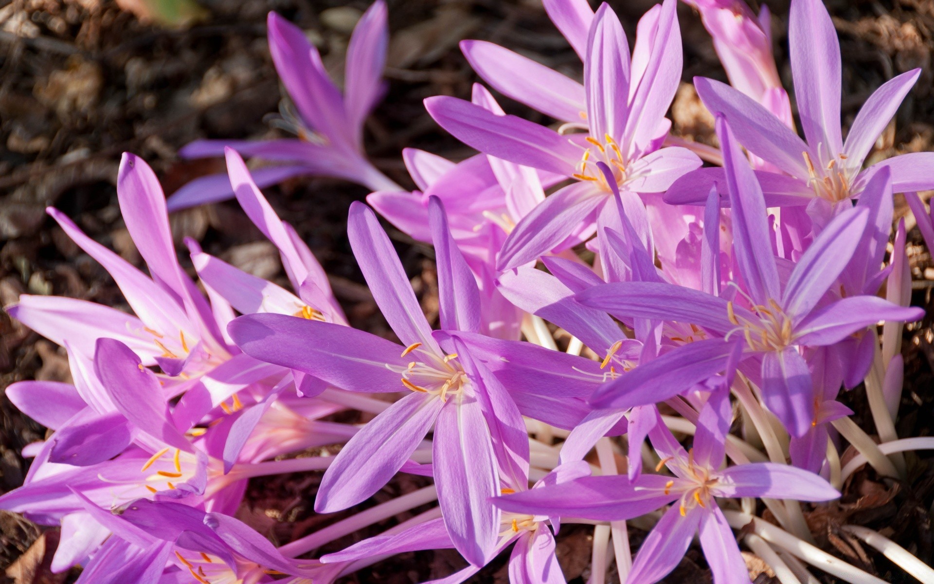 flowers flower nature flora blooming floral garden petal leaf summer close-up beautiful color season bright outdoors violet