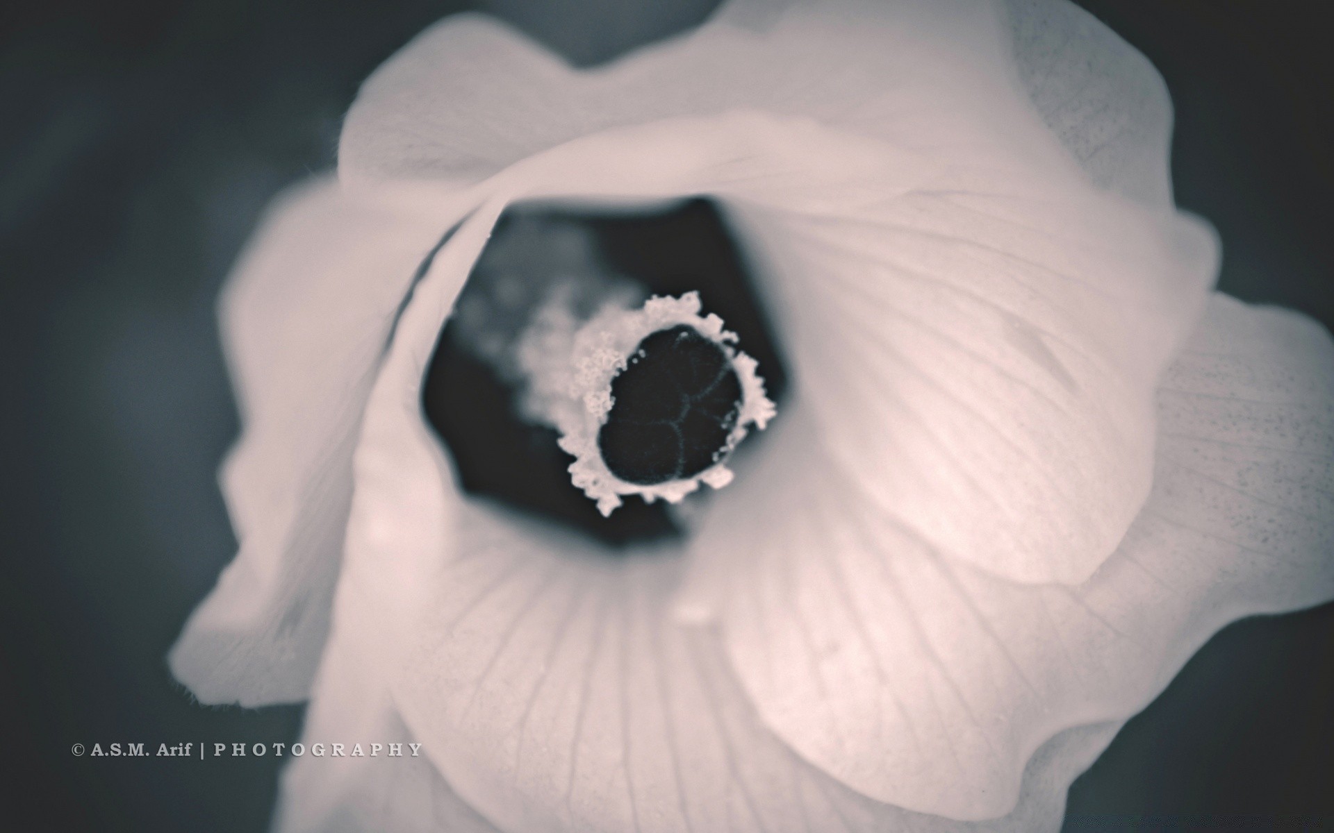 fiori natura fiore uno amore