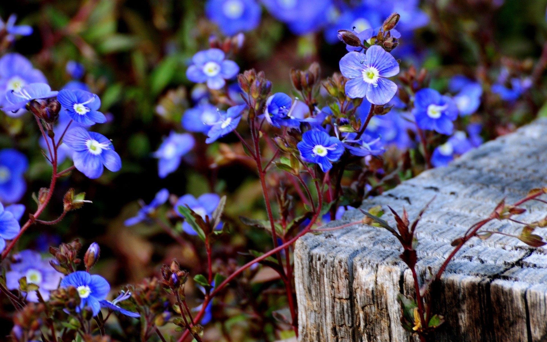 fleurs fleur nature flore en plein air jardin feuille