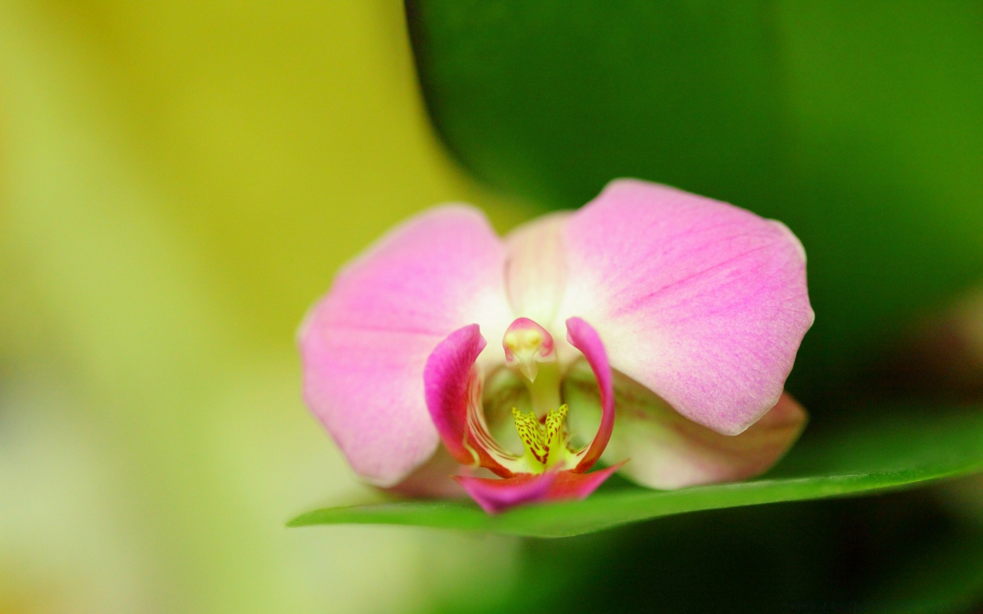 kwiaty kwiat natura flora liść tropikalna orchidea jasny elegancki delikatny egzotyczny lato płatek kolor ogród