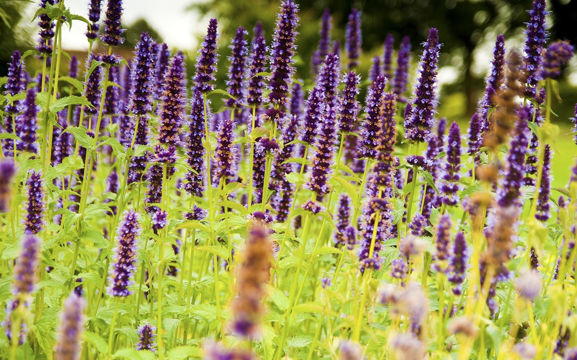 kwiaty kwiat flora natura lawenda zioła pole lato ziołowe perfumy kwiatowy ogród aromaterapia bluming na zewnątrz aromatyczny sezon dziki szałwia liść