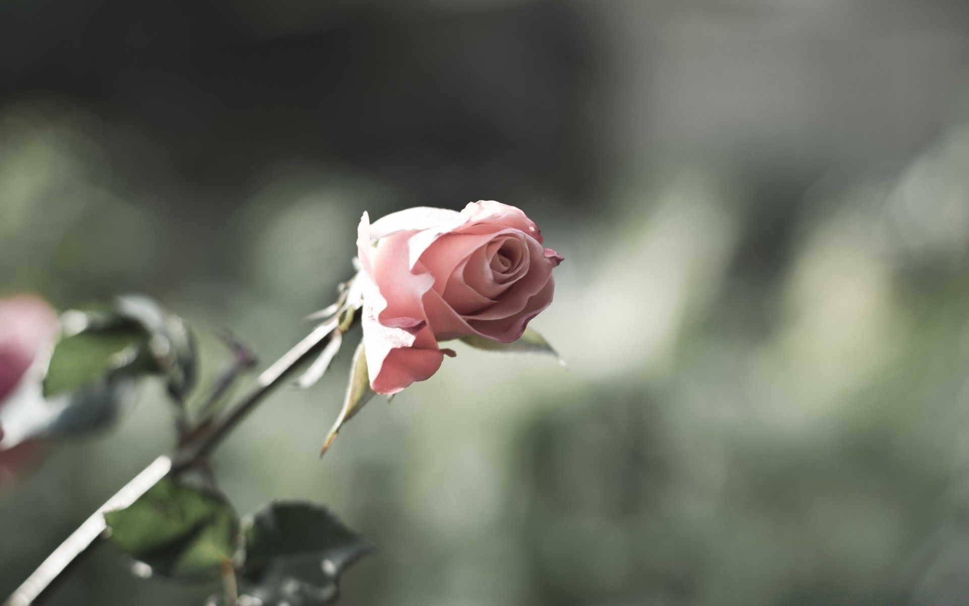 çiçekler çiçek doğa gül yaprak flora açık havada bahçe güzel bulanıklık yaz renk aşk yakın çekim çiçek taçyaprağı park çiçeklenme düğün