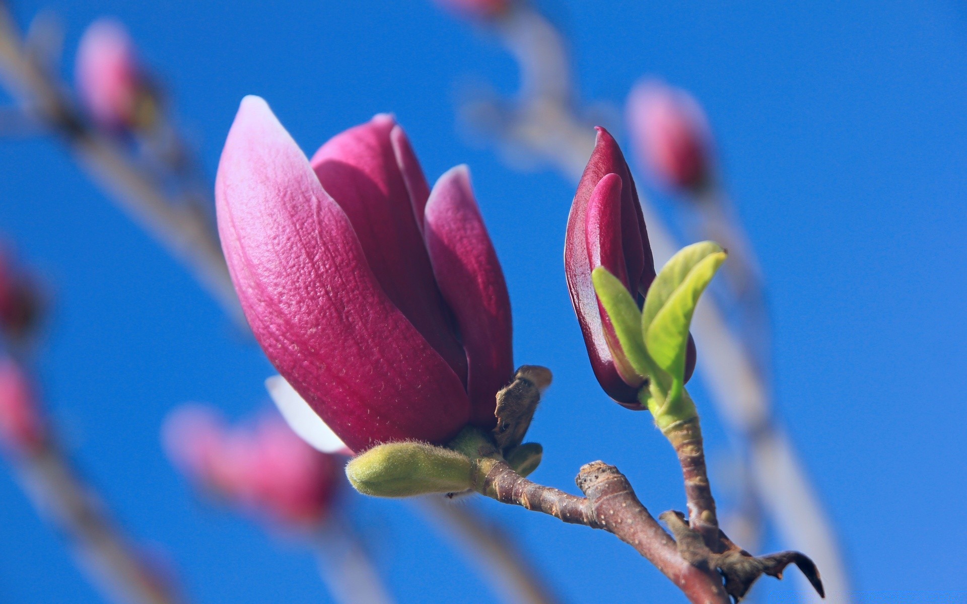 kwiaty kwiat natura flora ogród wzrost kolego na zewnątrz drzewo oddział liść kolor jasne wielkanoc płatek sezon lato delikatne bluming piękne