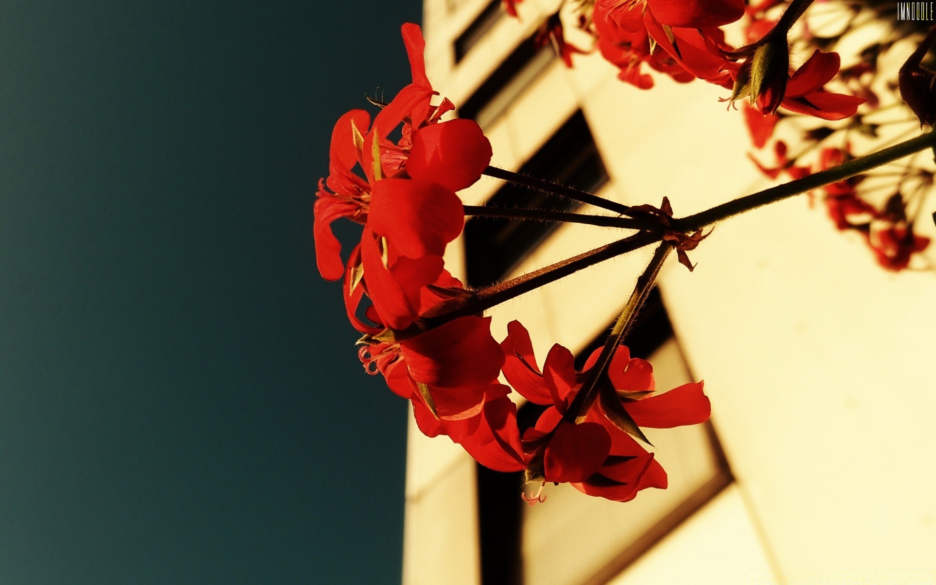 fiori sfocatura fiore amore natura romanticismo natura morta natale foglia