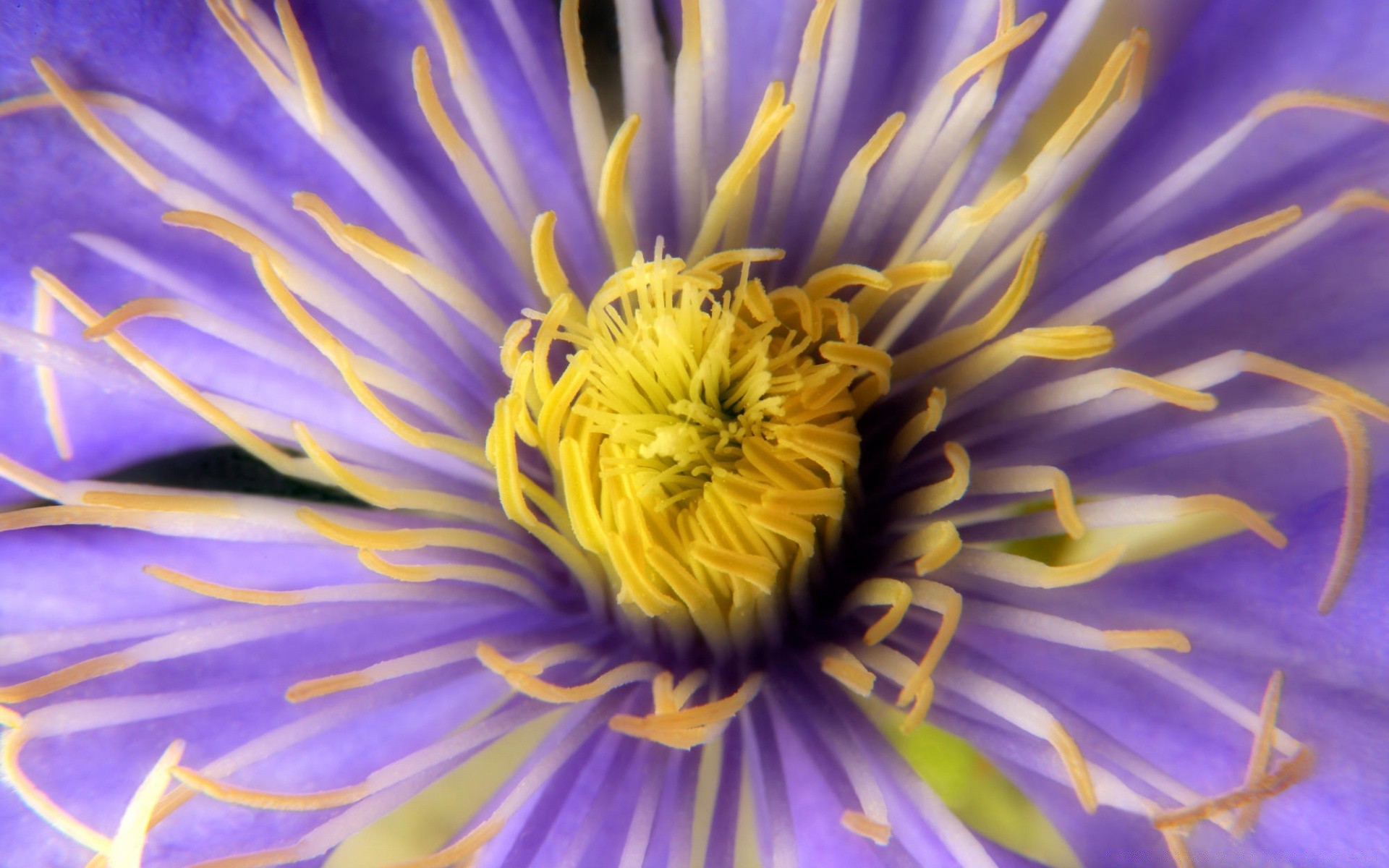 fleurs fleur nature été flore jardin bluming pétale floral couleur délicat