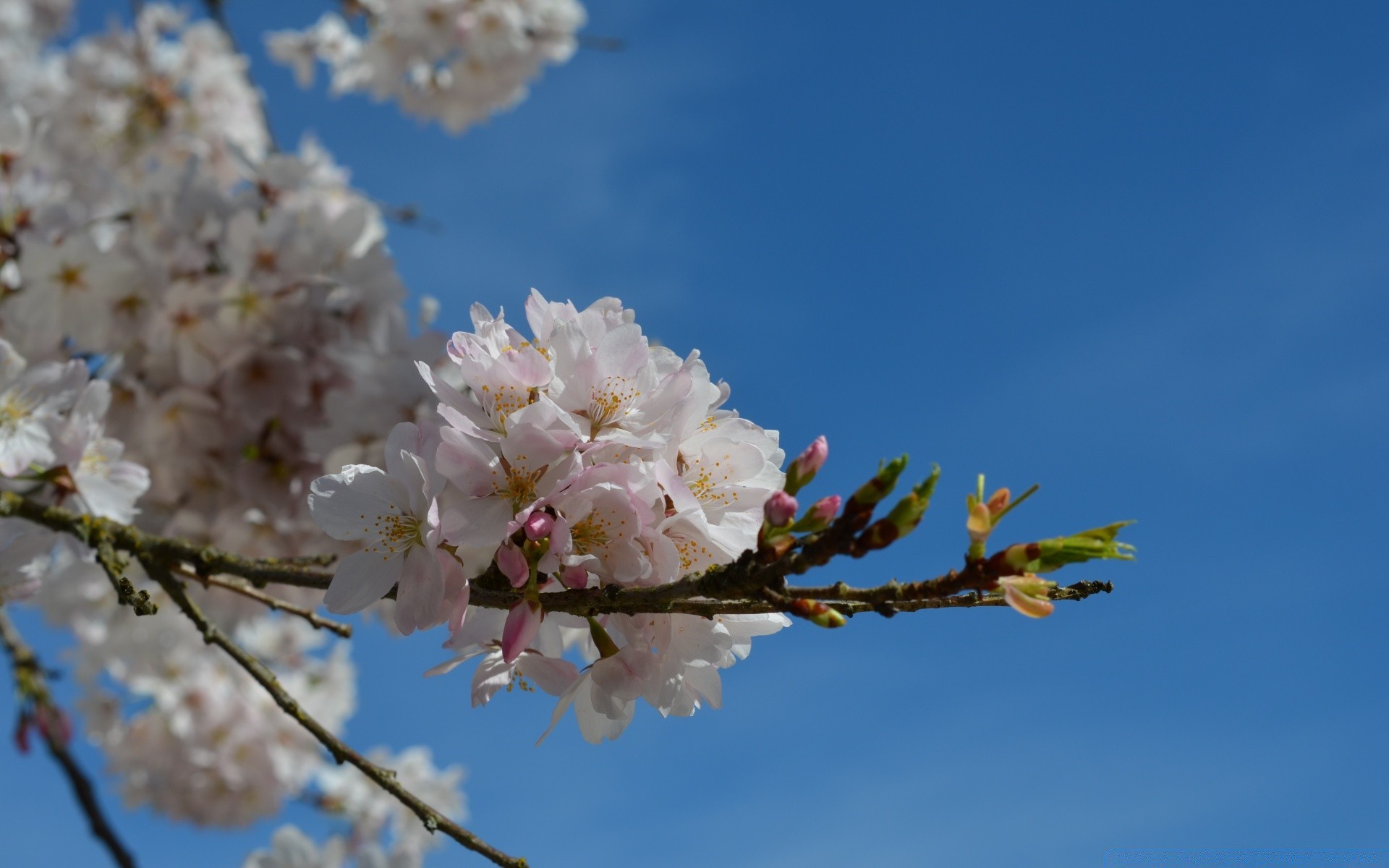 fiori fiore ciliegia natura albero flora ramo crescita foglia mela stagione giardino all aperto fioritura estate compagno luminoso bel tempo petalo floreale