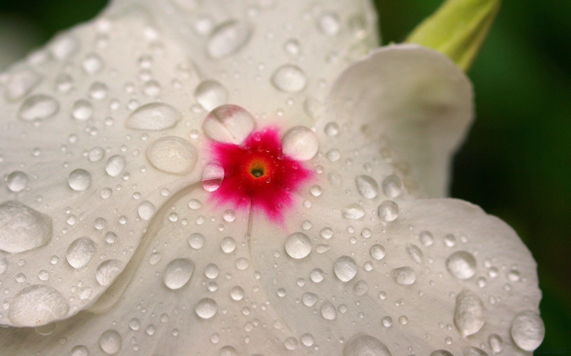 flores orvalho flor molhado gota água chuva natureza flora pureza verão close-up limpo brilhante limpo frescura bonita jardim cor