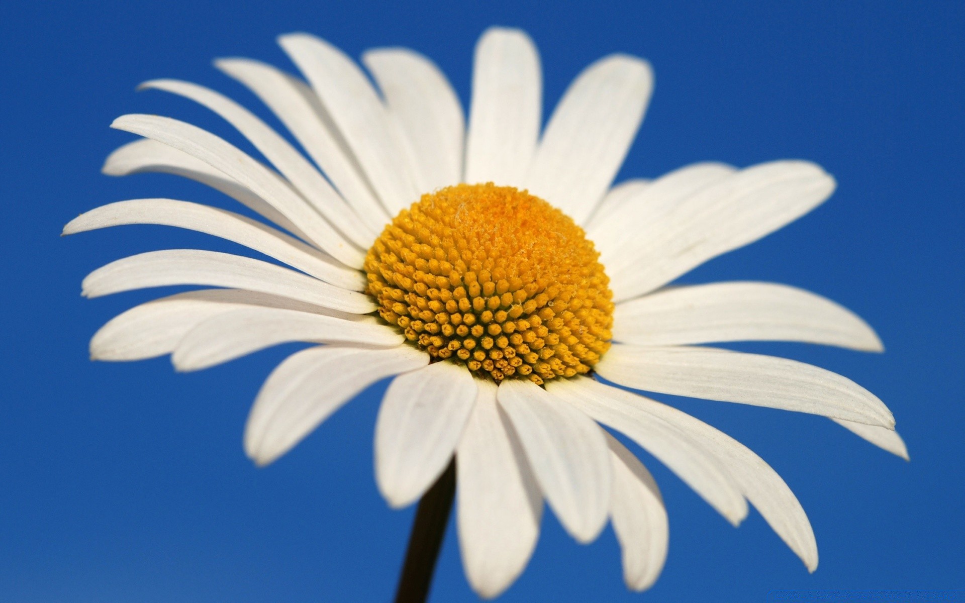 flowers nature summer flower chamomile flora bright color outdoors close-up fair weather