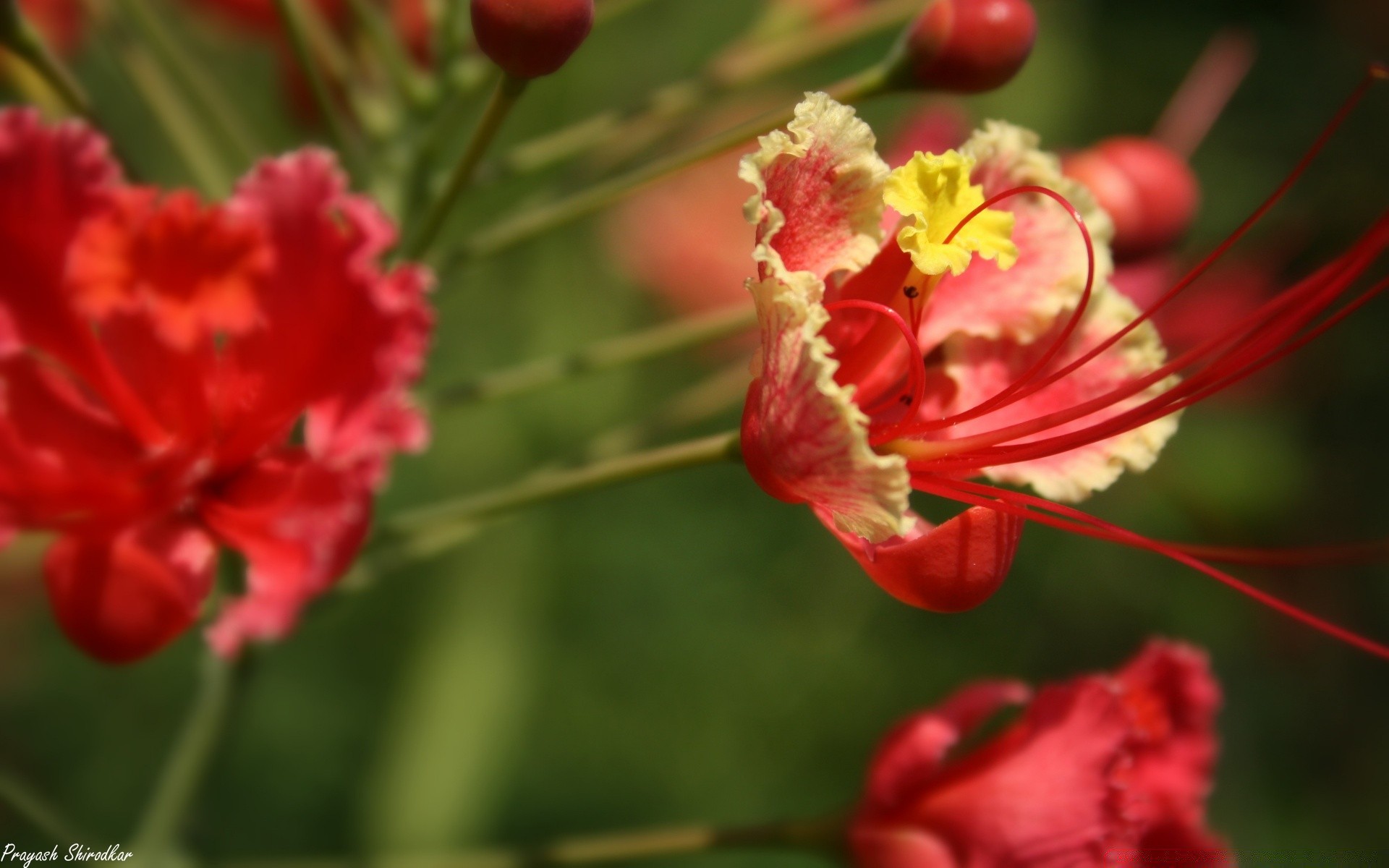 fleurs fleur nature flore feuille jardin été pétale à l extérieur floral bluming couleur lumineux gros plan croissance