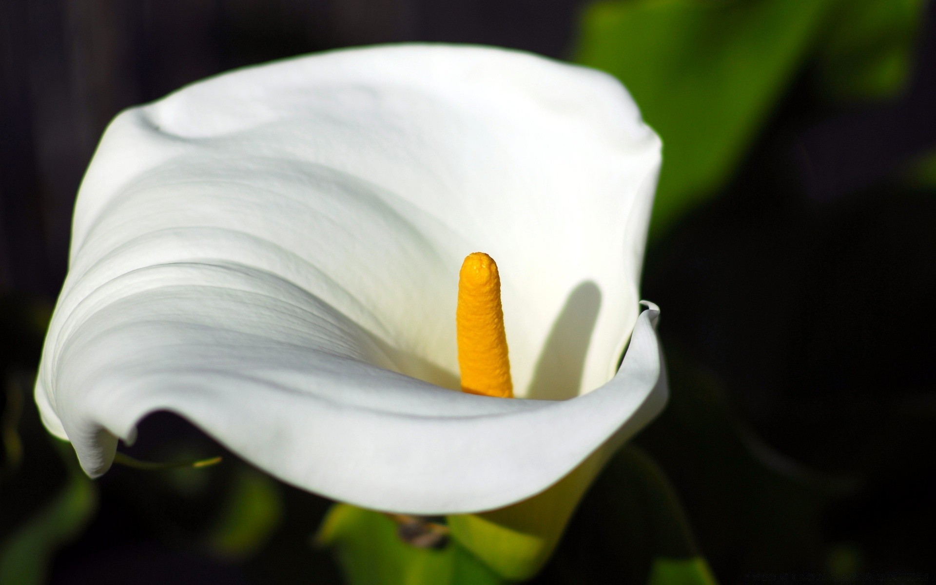 çiçekler çiçek doğa yaprak flora bahçe petal aşk güzel lily renk narin