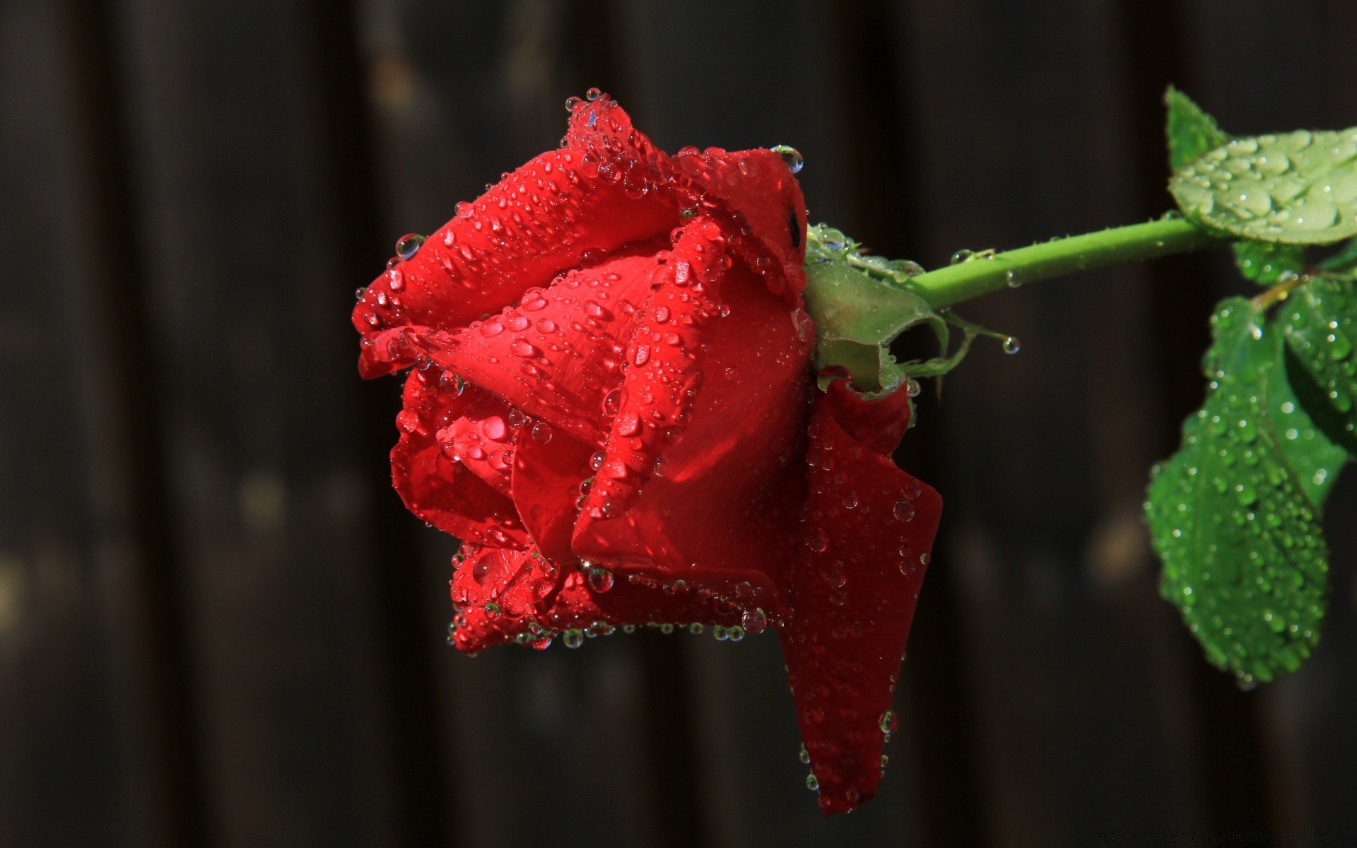 flowers leaf food nature flower rose rain dew love