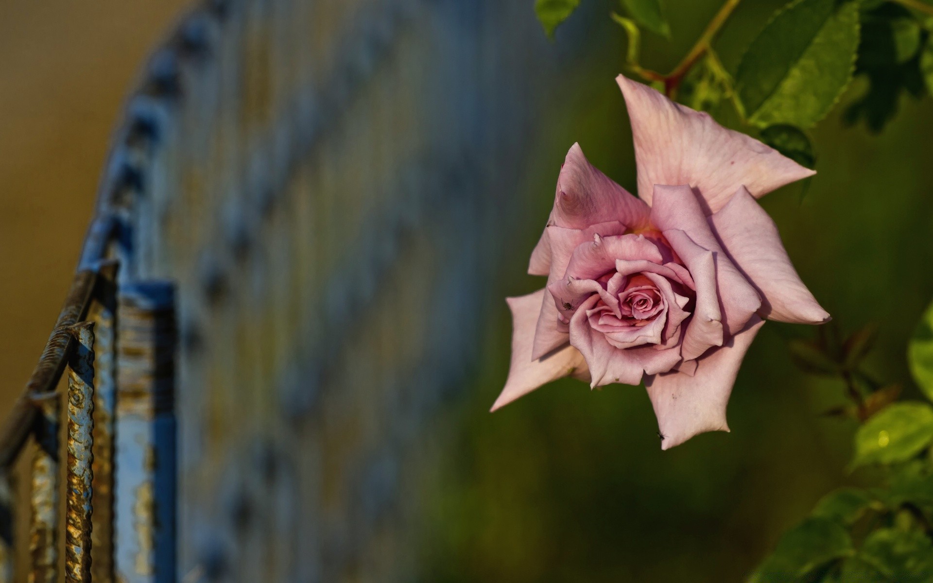 flores flor ao ar livre rosa natureza cor