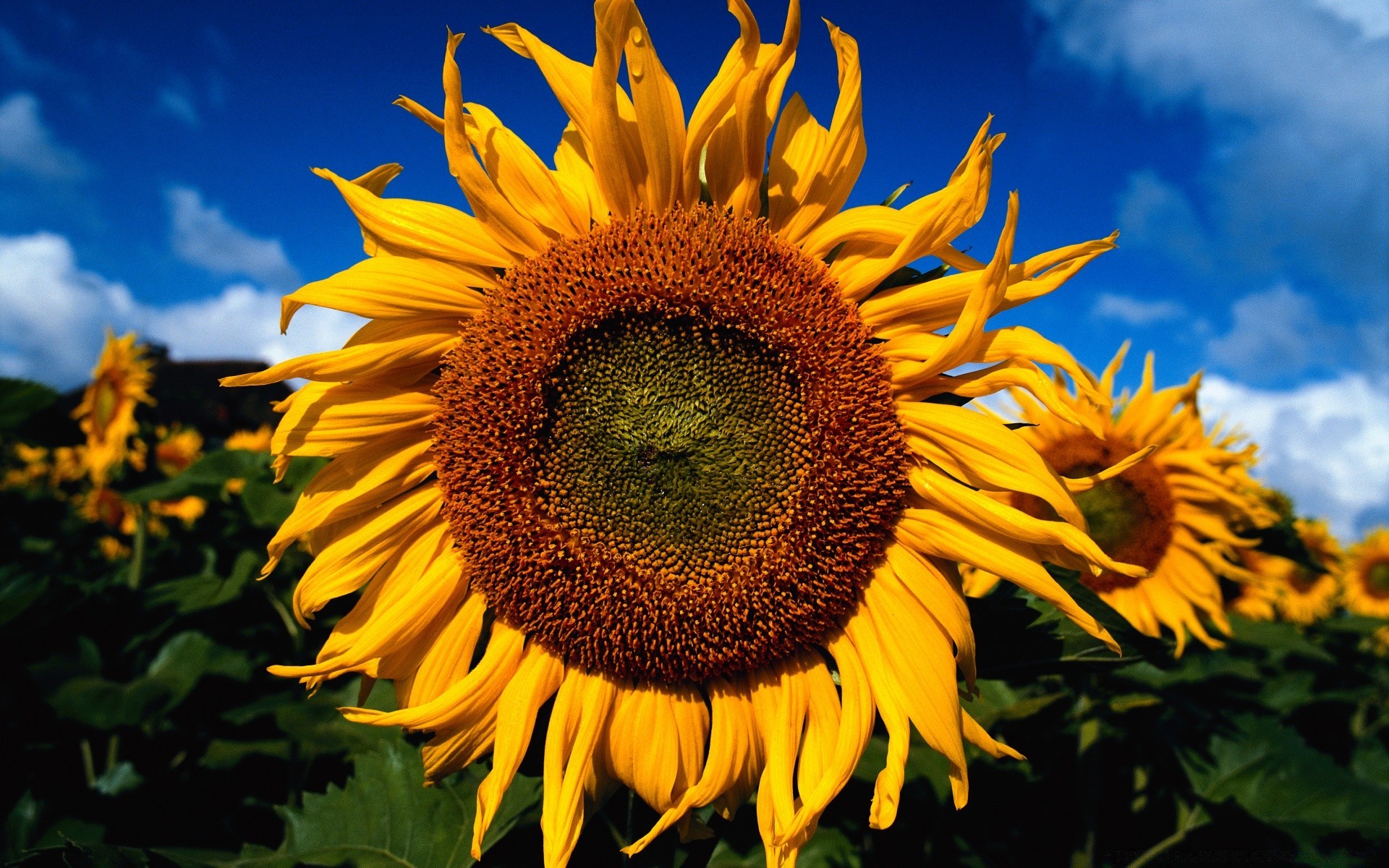 fiori girasole natura fiore flora estate luminoso foglia giardino petalo crescita sole seme all aperto bel tempo