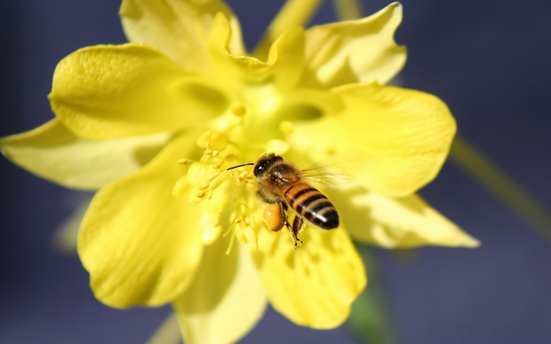 fleurs nature fleur insecte pollen flore lumineux abeille été gros plan à l extérieur couleur feuille jardin saison sauvage pétale