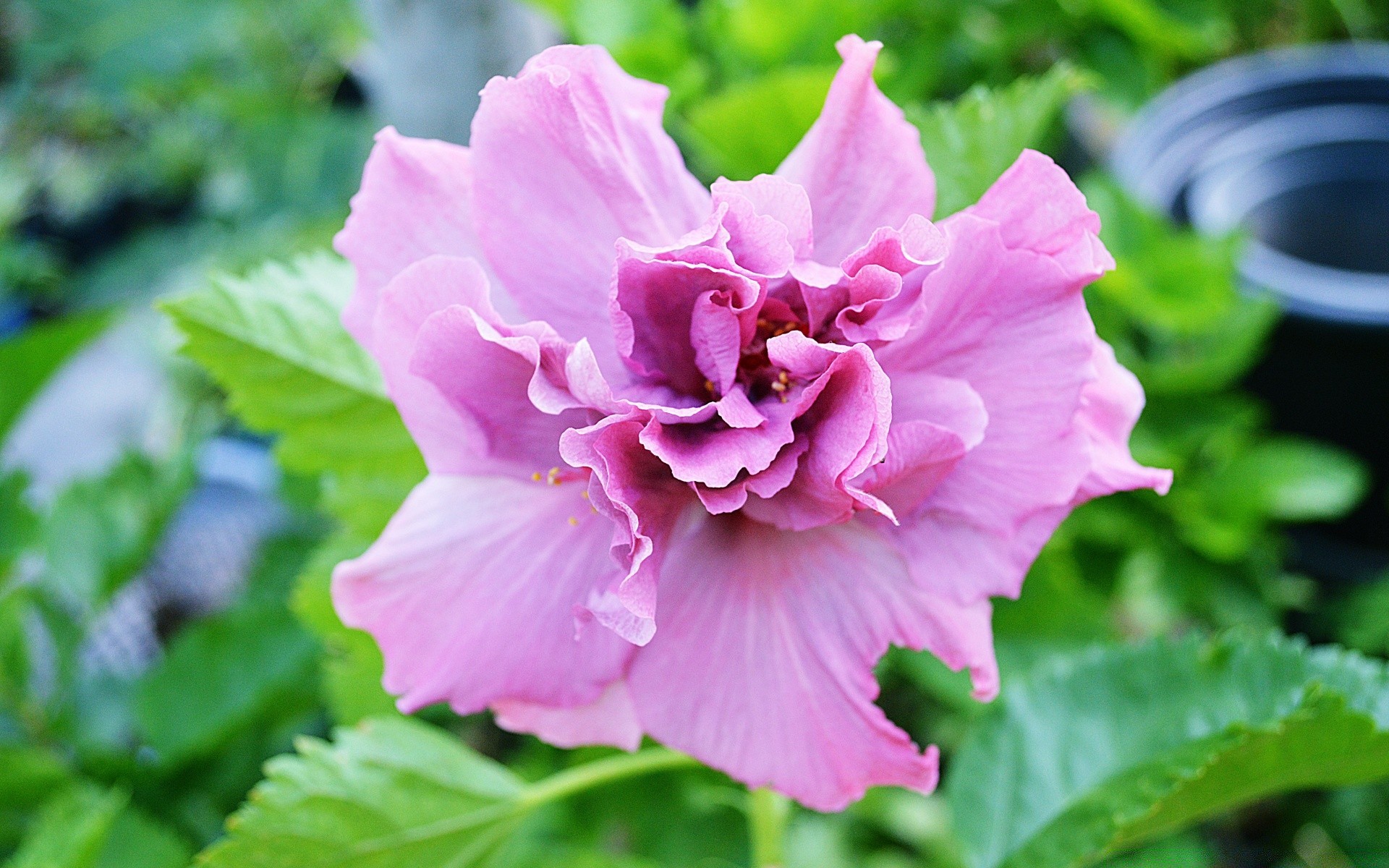 fleurs flore feuille nature fleur jardin été bluming croissance pétale floral gros plan à l extérieur lumineux couleur belle rose