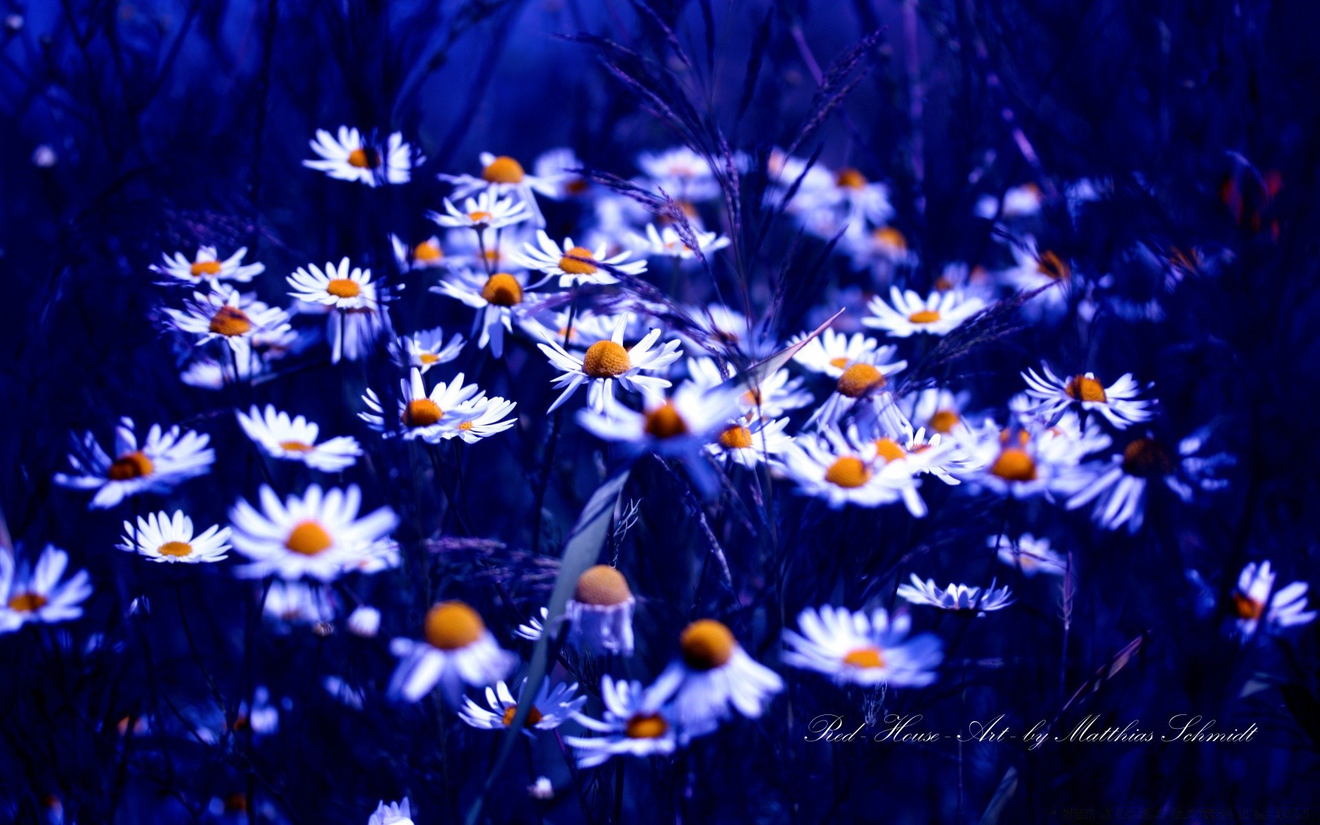 blumen blume natur flora hell farbe sonne sommer garten blühen blütenblatt saison feld blumen desktop