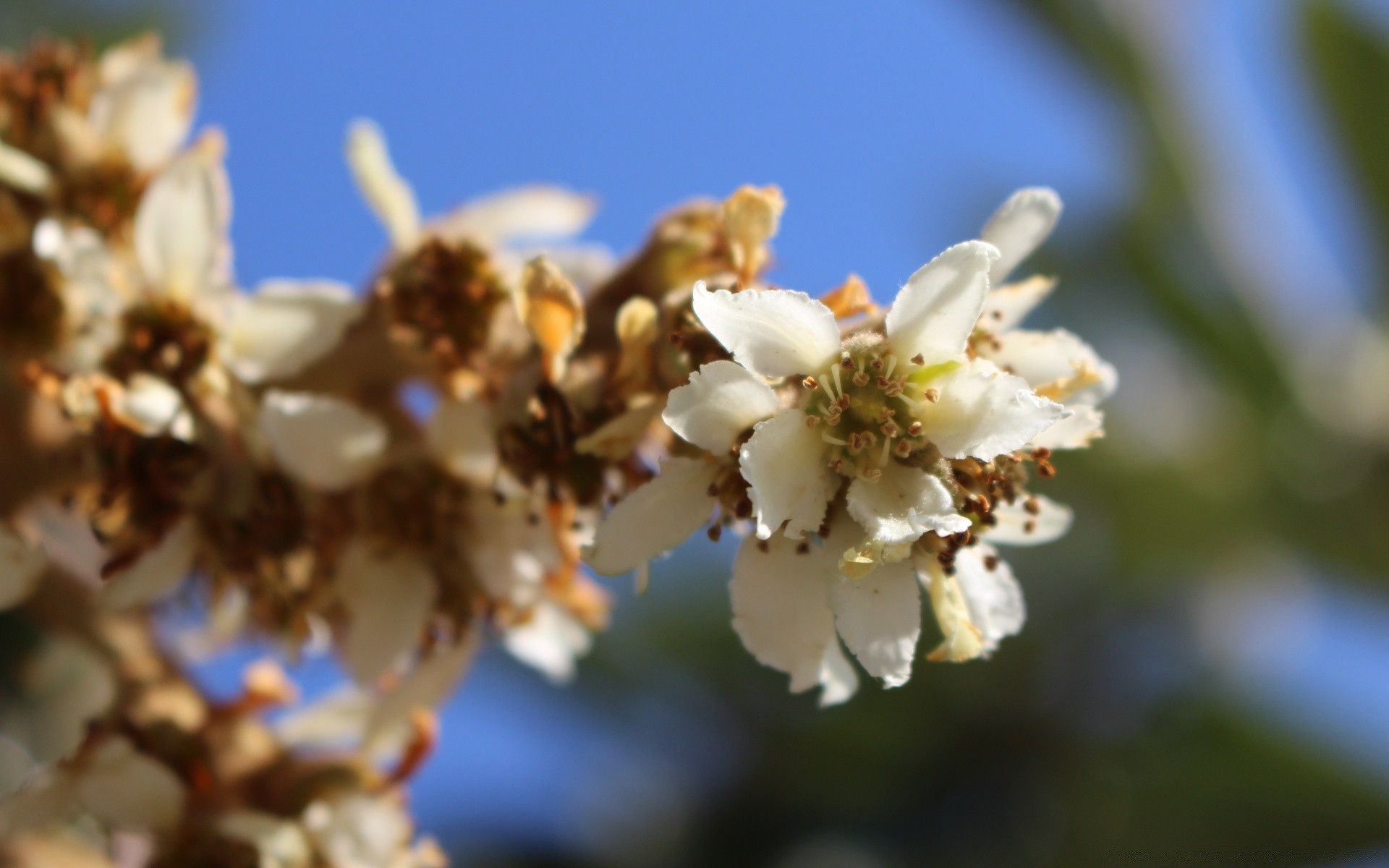 fiori fiore natura ramo albero mela flora all aperto stagione sfocatura ciliegia giardino ape compagno foglia fioritura bel tempo crescita petalo colore