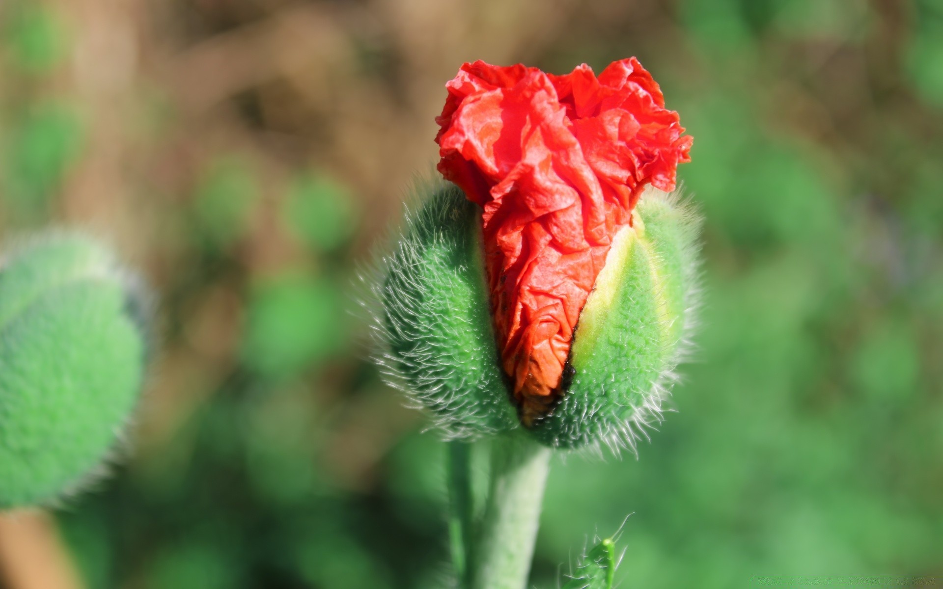 花 自然 花 叶 户外 植物群 特写 花园 夏天 颜色 明亮