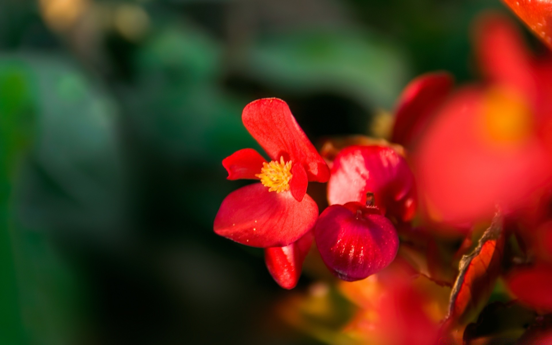 flores natureza flor folha borrão flora jardim verão ao ar livre brilhante cor crescimento