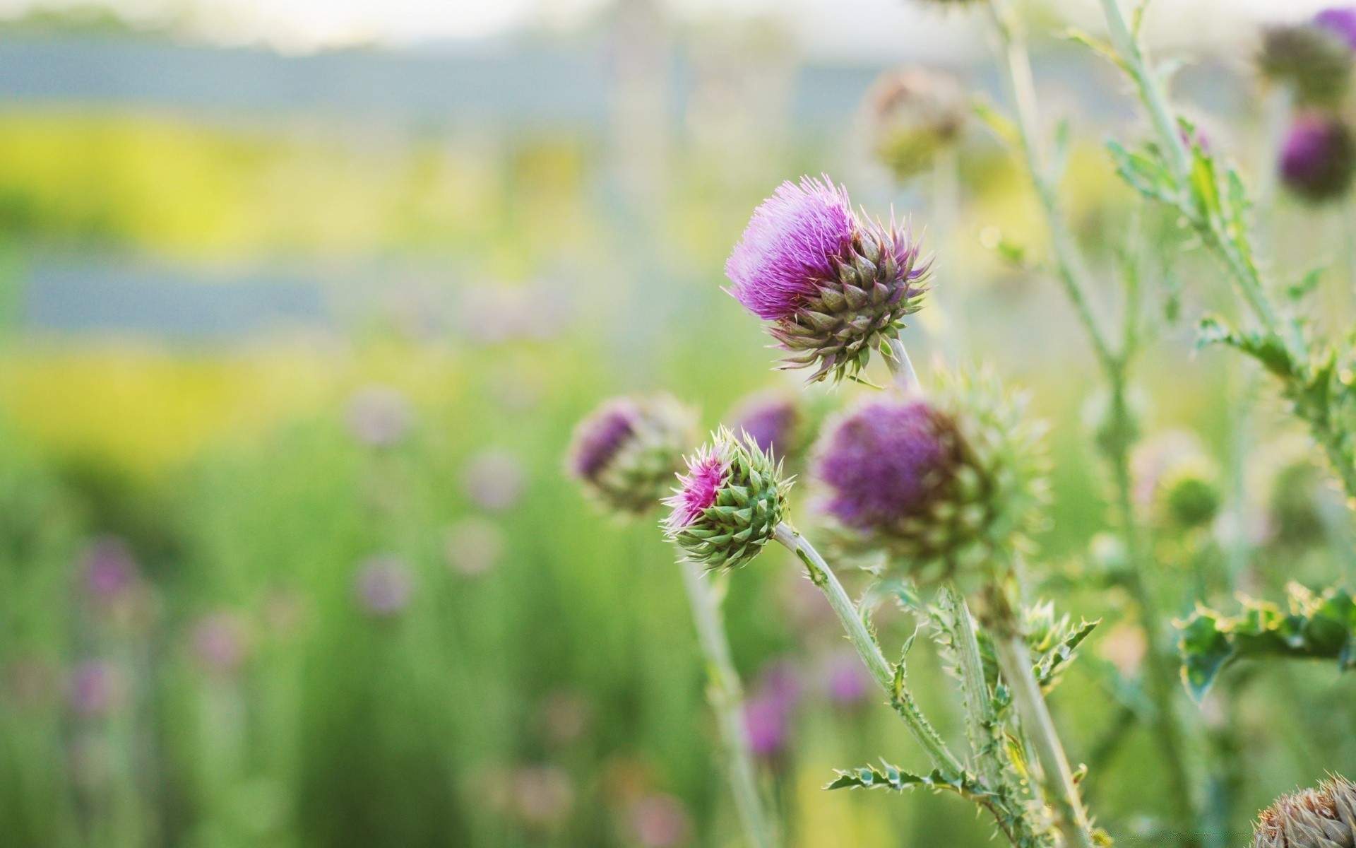 fleurs nature été fleur champ flore foin à l extérieur herbe feuille croissance rural jardin beau temps bluming lumineux agriculture couleur