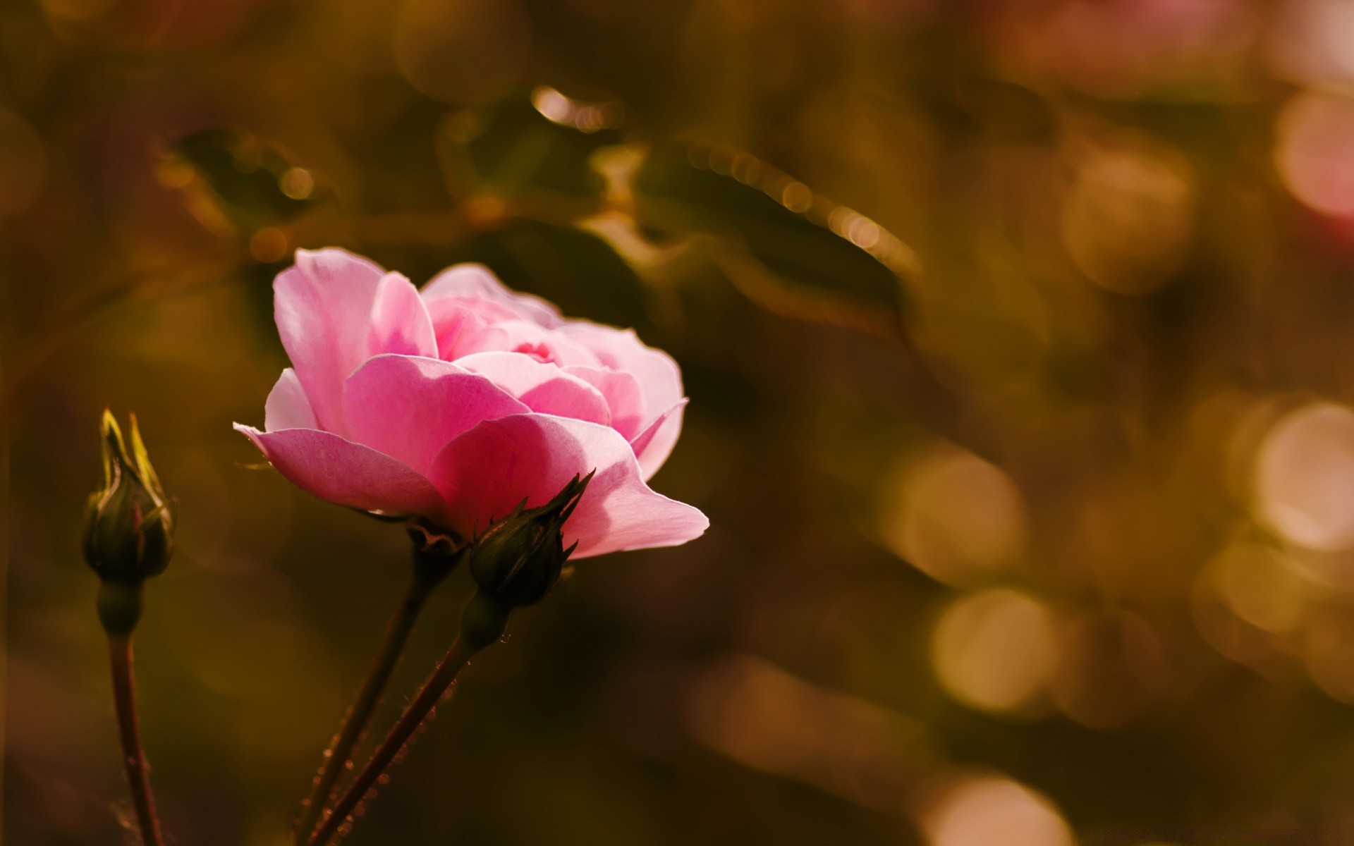 flowers flower nature flora garden leaf color summer beautiful