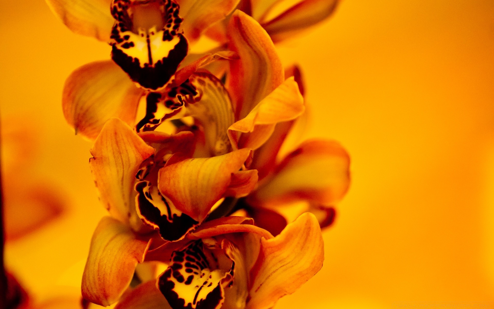 blumen natur blume blatt flora farbe sommer hell schön unschärfe im freien