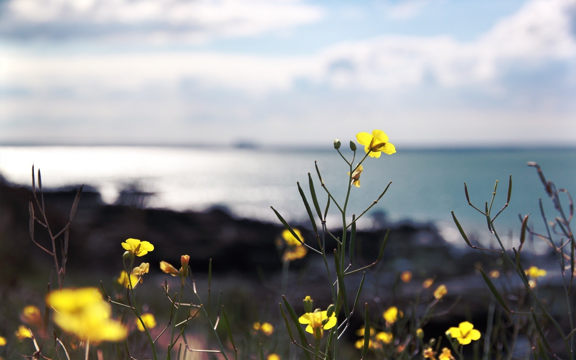 kwiaty natura kwiat pole lato trawa słońce krajobraz flora dobra pogoda niebo na zewnątrz sianokosy wiejskie dziki słoneczny plaża