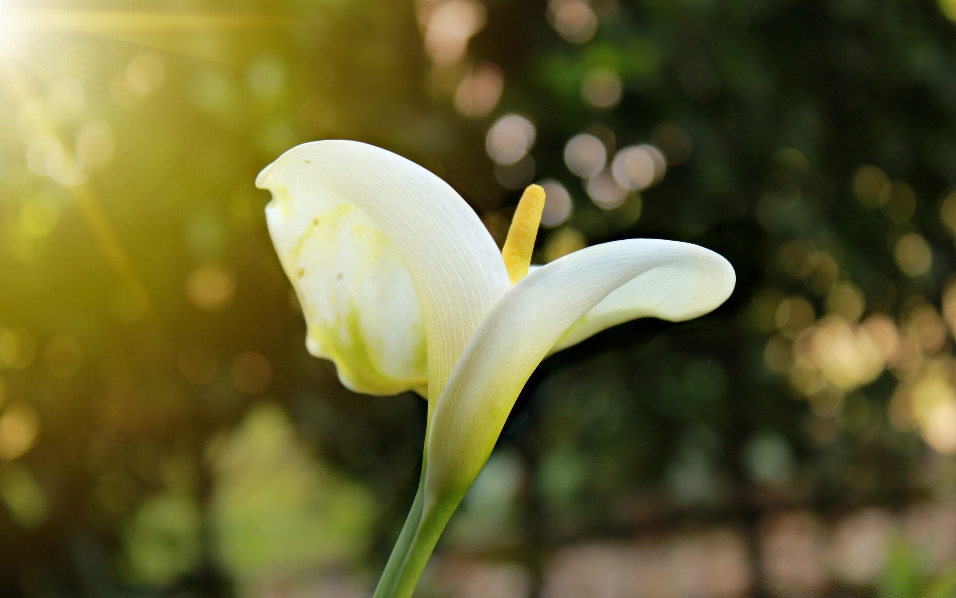 花 自然 花 花园 植物 叶 夏天 明亮 颜色 户外