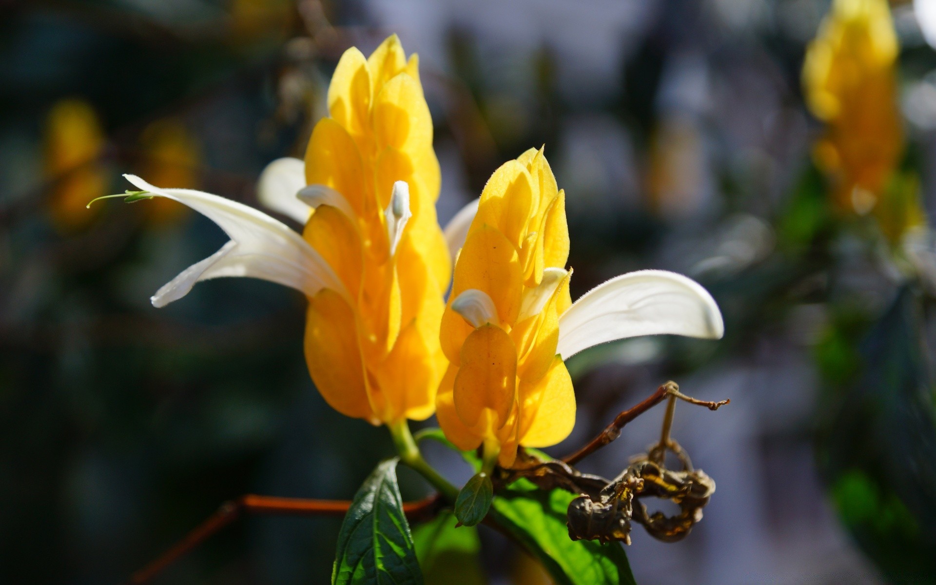 fleurs fleur nature jardin feuille flore à l extérieur été pétale bluming parc