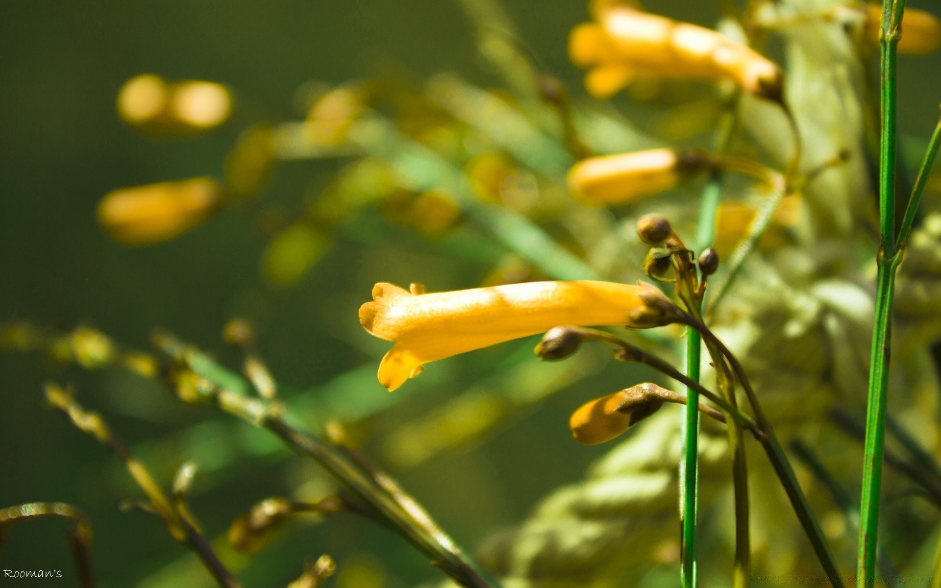 花 自然 夏天 植物群 叶 昆虫 花 花园 户外 草 颜色 明亮 好天气 生长 太阳