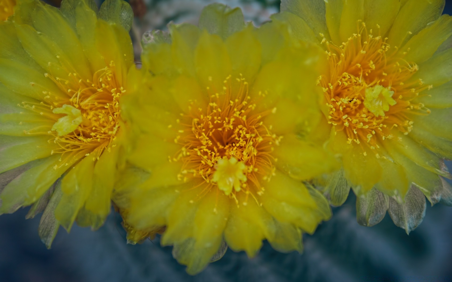 çiçekler doğa flora çiçek yaz çiçek açan açık havada bahçe parlak çiçek yaprak renk güzel petal