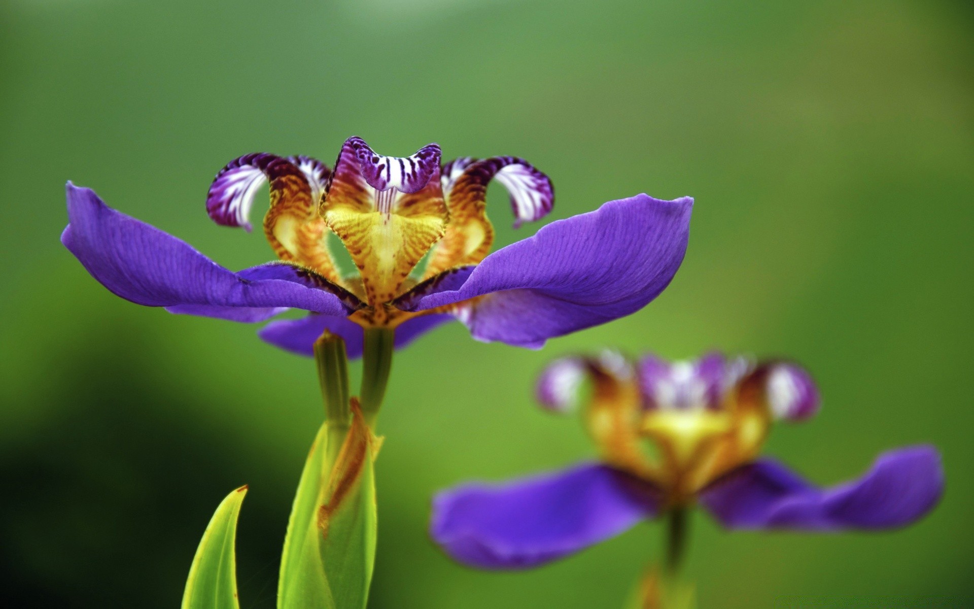 flores natureza flor verão flora folha ao ar livre inseto jardim selvagem pétala close-up cor brilhante floral bonita blooming borboleta pólen