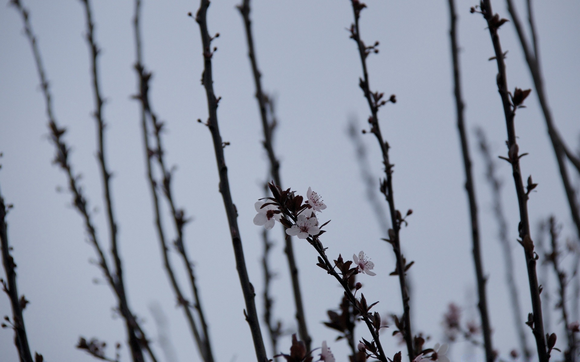 blumen stacheldraht baum natur zaun winter zweig blume schnee kirsche im freien frost himmel dof apfel morgendämmerung