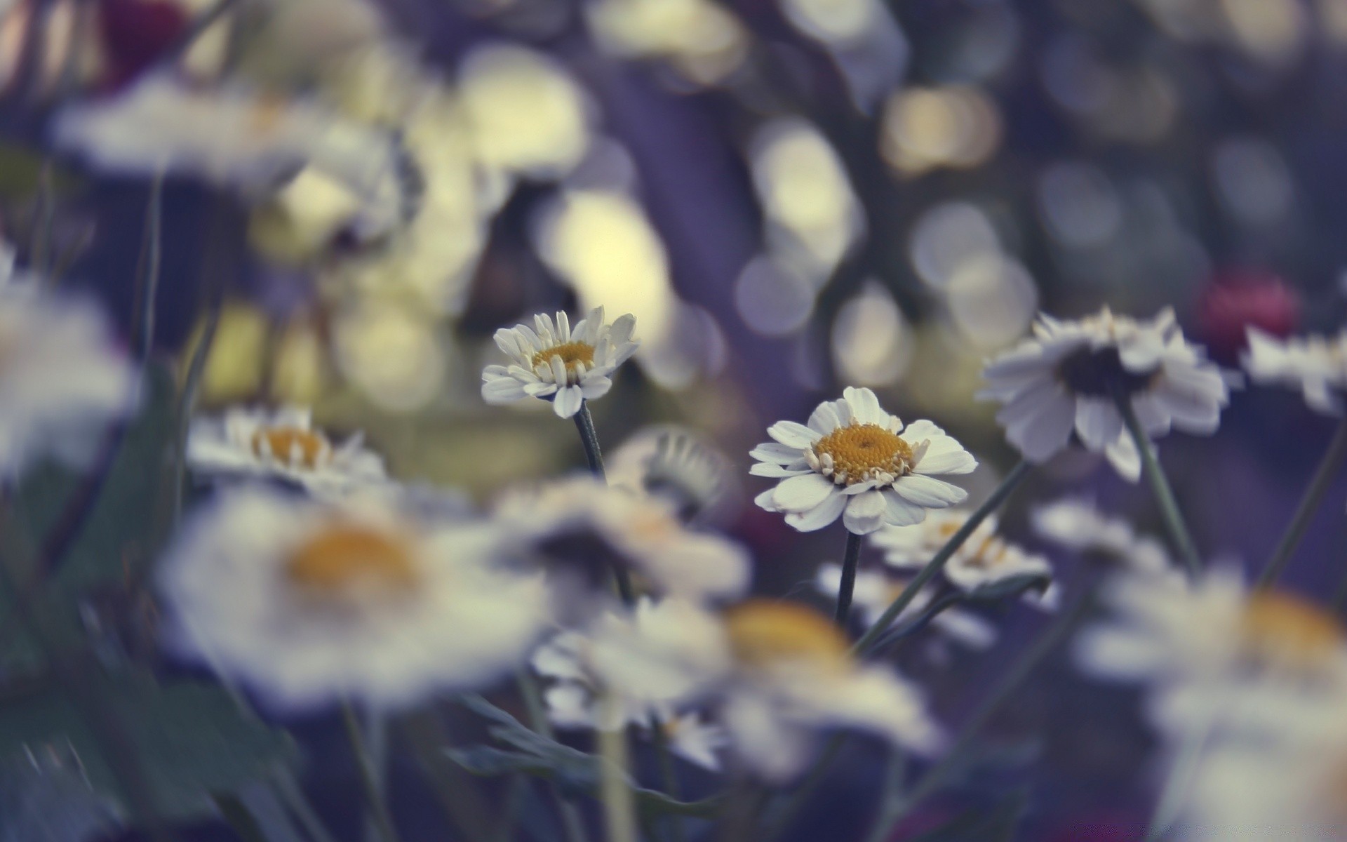 fleurs fleur nature flore été jardin à l extérieur lumineux couleur flou feuille pétale croissance bluming saison champ herbe beau temps gros plan beau