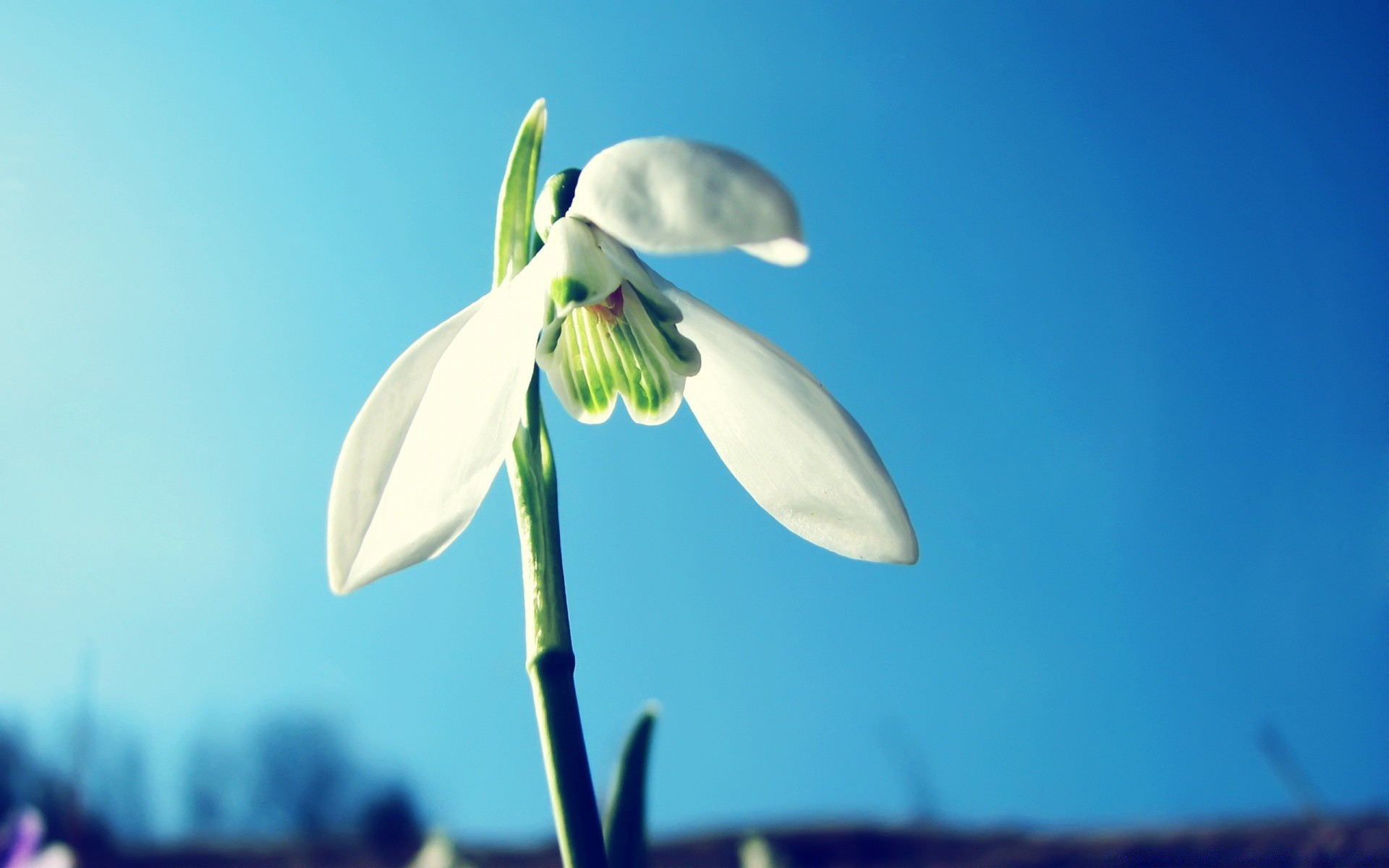 çiçekler çiçek doğa flora yaprak bulanıklık açık havada ışık güzel havalarda büyüme bahçe