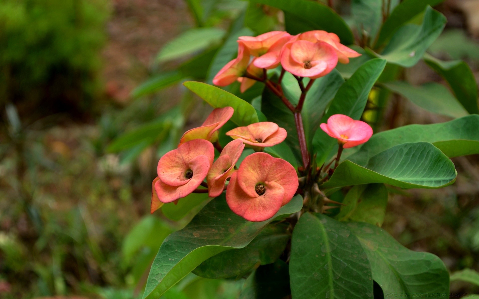 flores natureza folha flora flor jardim verão crescimento árvore cor ao ar livre temporada floral pétala close - up blooming brilhante parque