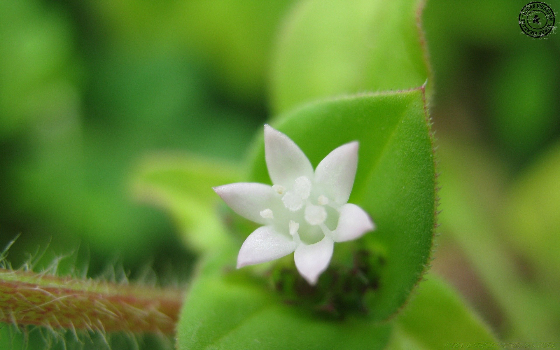 fleurs feuille nature flore croissance gros plan jardin petit été à l extérieur