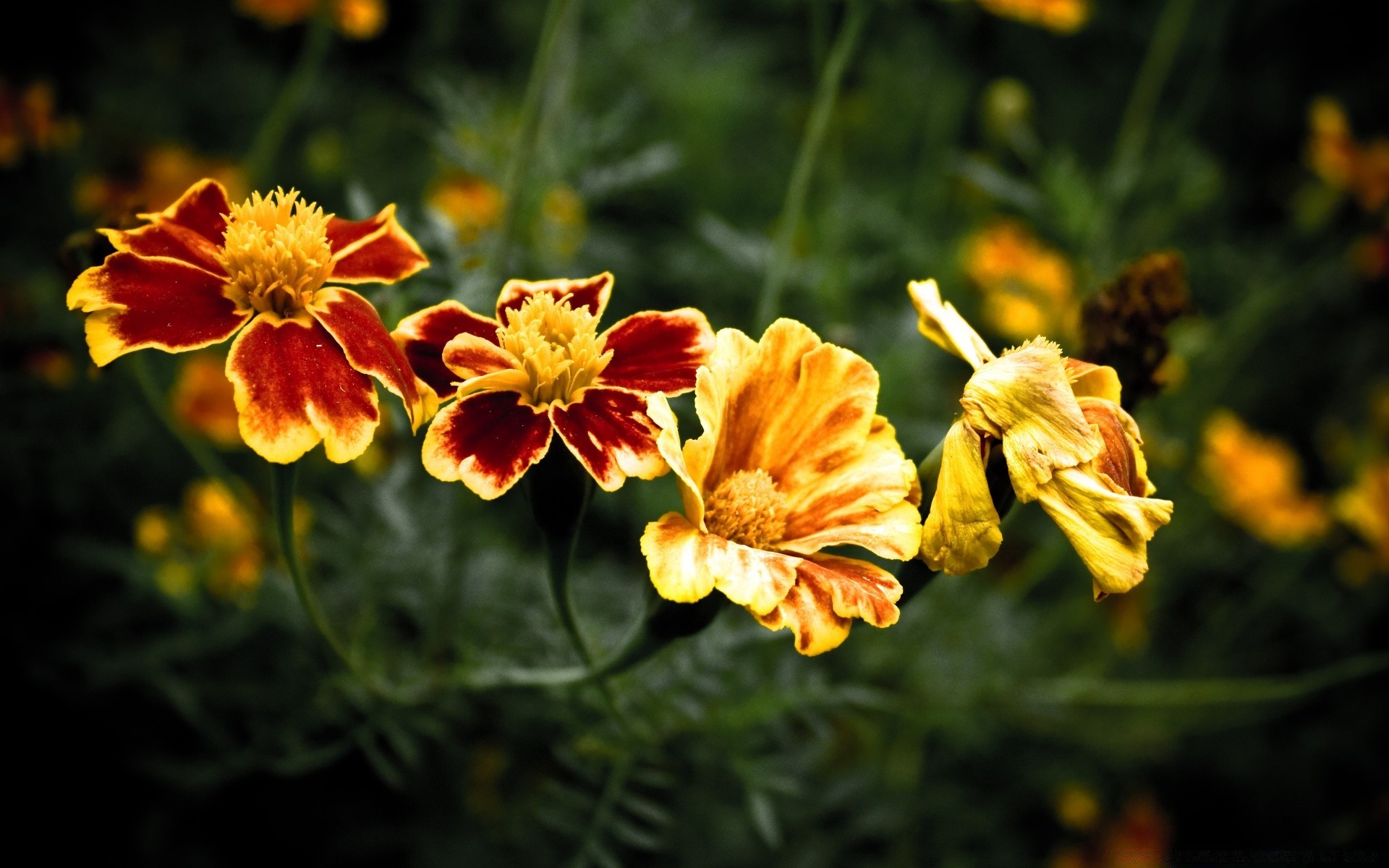 fiori fiore natura flora giardino estate petalo foglia luminosa floreale fioritura stagione colore crescita all aperto close-up campo decorazione botanica