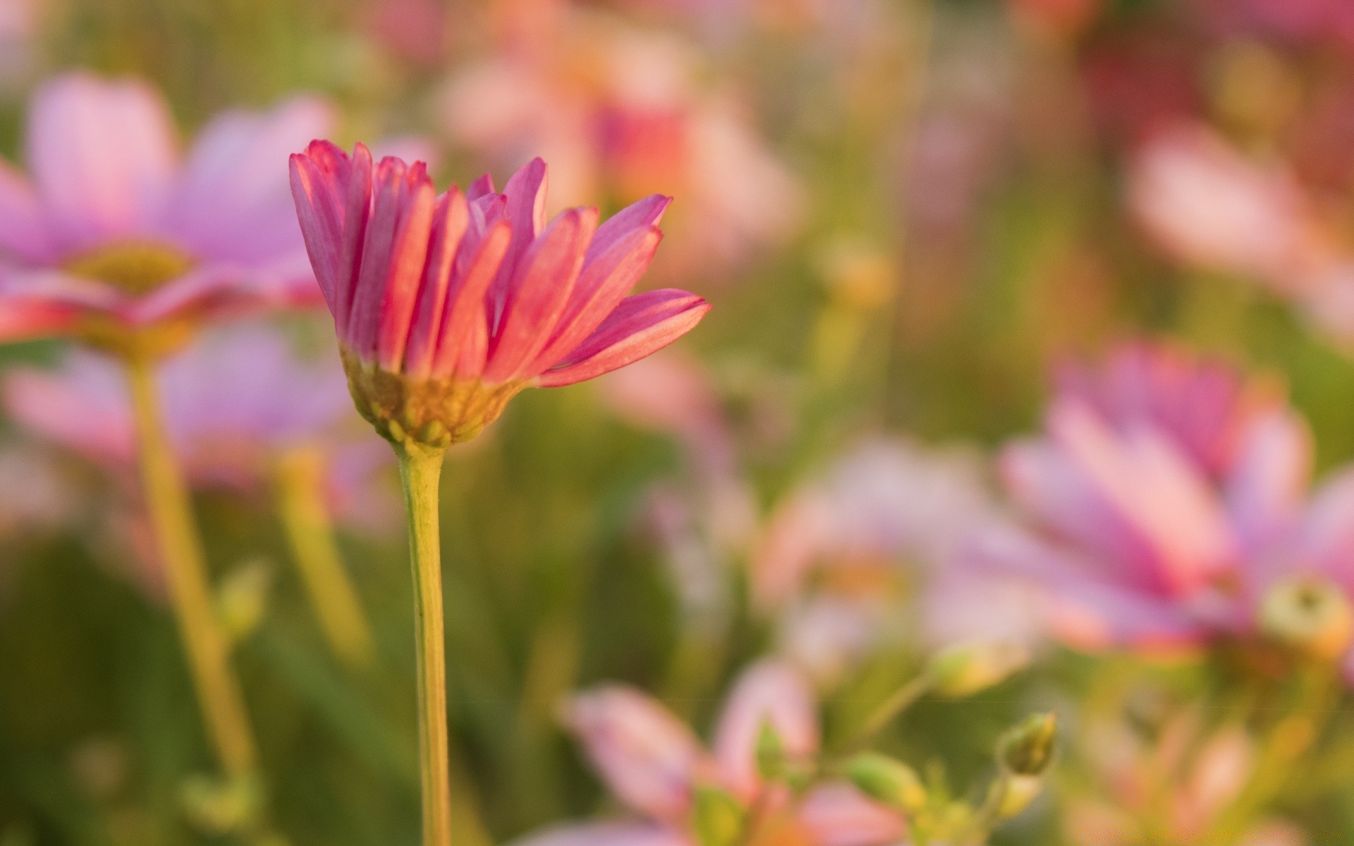 çiçekler doğa çiçek yaz flora bahçe parlak yaprak büyüme açık havada güzel havalarda renk petal çiçek çiçeklenme alan yakın çekim çimen park sezon