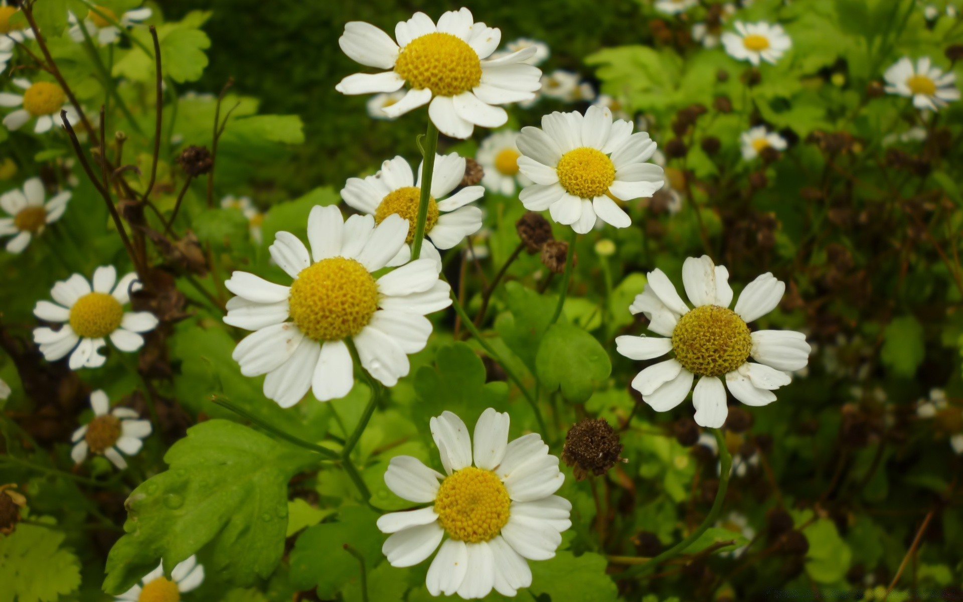 flowers flower nature summer flora chamomile leaf garden hayfield floral petal blooming bright color grass