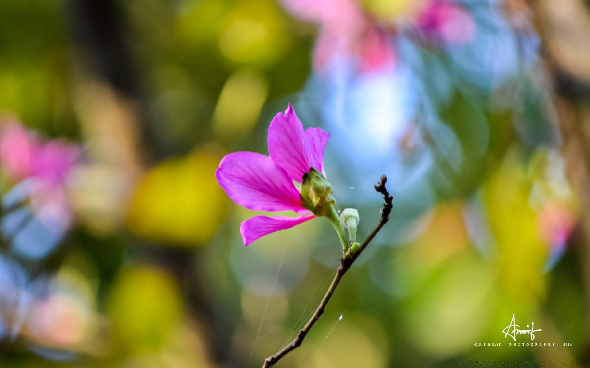 flowers nature flower summer flora leaf garden outdoors bright growth fair weather petal color blur blooming