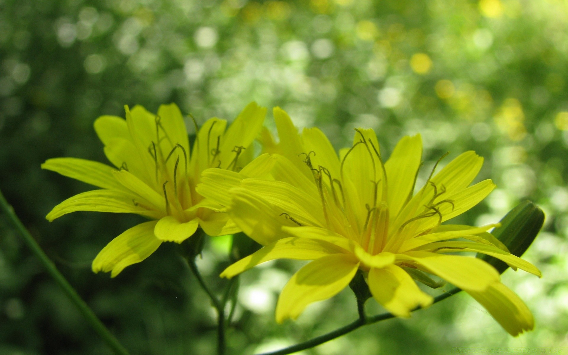 fleurs nature fleur été flore feuille jardin lumineux croissance bluming pétale floral couleur environnement extérieur saison beau gros plan beau temps herbe