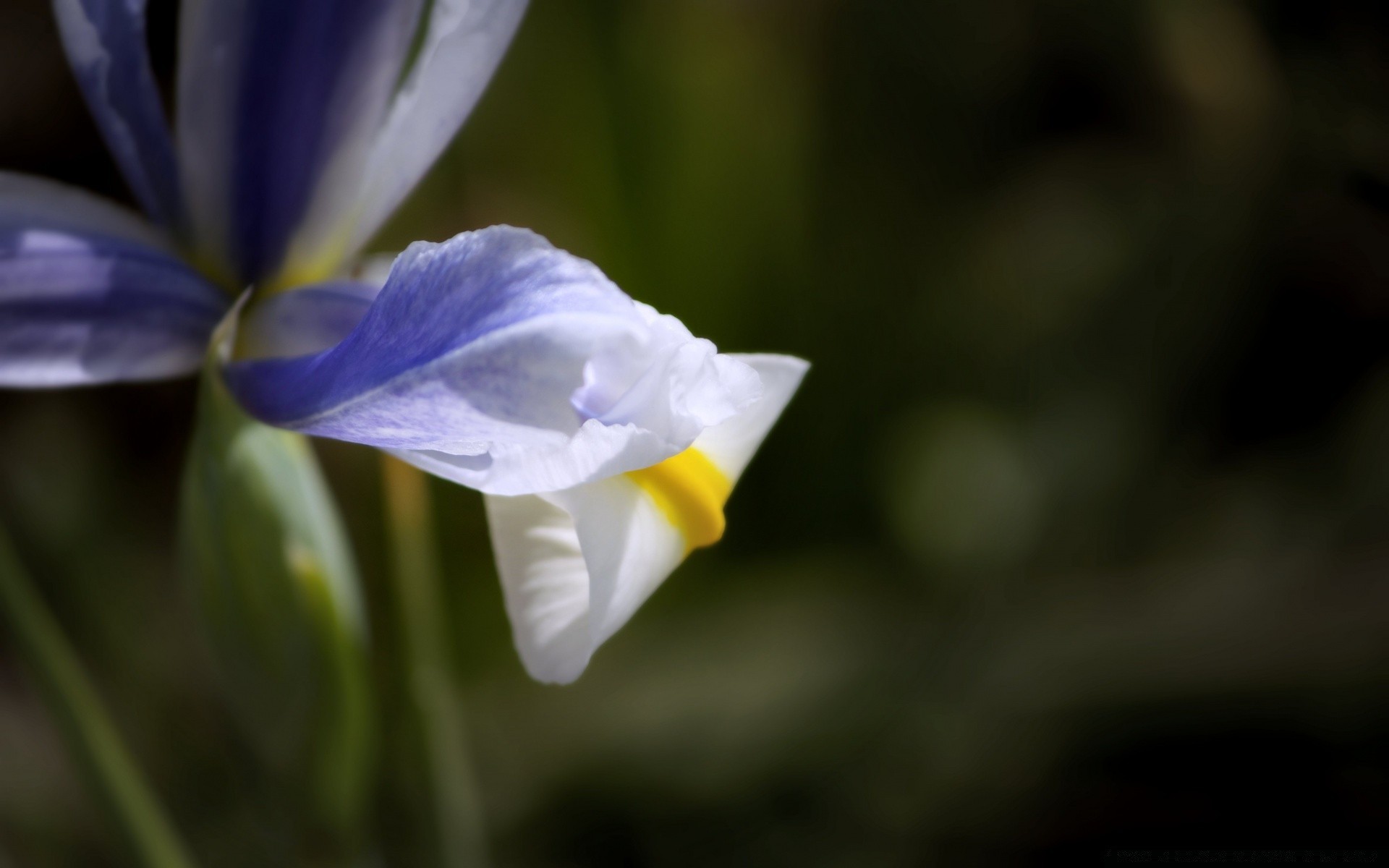 flowers flower nature leaf blur flora outdoors petal delicate summer garden growth